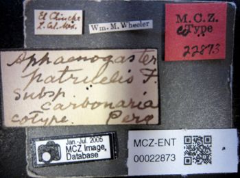 Media type: image;   Entomology 22873 Aspect: labels